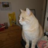 Photo de chat perdu à Boissy Saint Leger