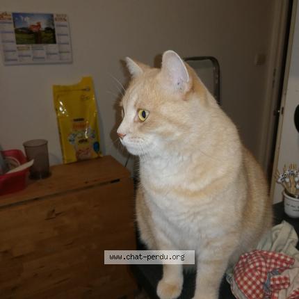 Photo 1/1 Chat retrouvé Perdu à Boissy saint leger