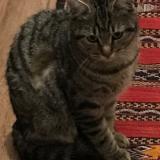 Photo de chat trouvé à Cachan