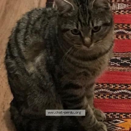 Photo 1/1 Chat retrouvé Trouvé à Cachan