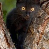 Photo de chat perdu à Saint Aubin Sur Mer