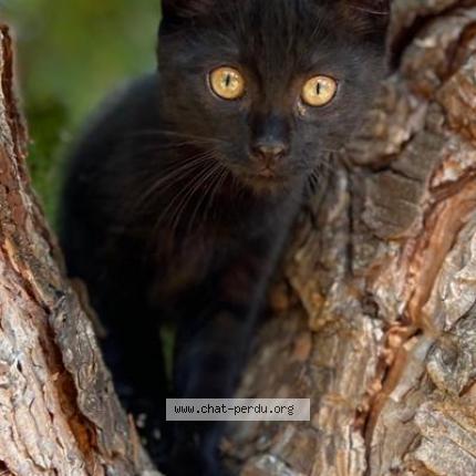 Photo 1/1 Chat retrouvé Perdu à Saint aubin sur mer