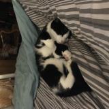 Photo de chat perdu à Niort