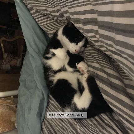 Photo 1/1 Chat retrouvé Perdu à Niort