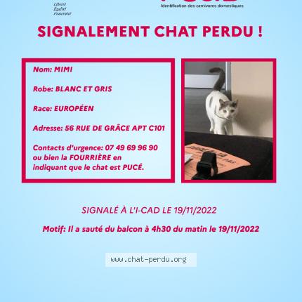 Photo de chat perdu à Amiens