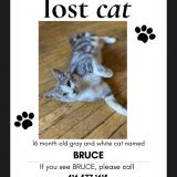 Photo de chat perdu à Toronto