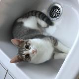 Photo de chat perdu à Saint Jean De Beauregard