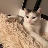 Photo de chat perdu à Rueil Malmaison