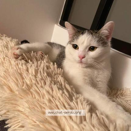 Photo de chat perdu à Rueil Malmaison