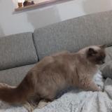 Photo de chat perdu à Podensac