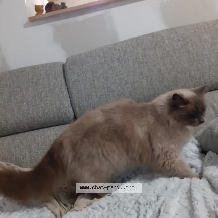 Photo de chat perdu à Podensac