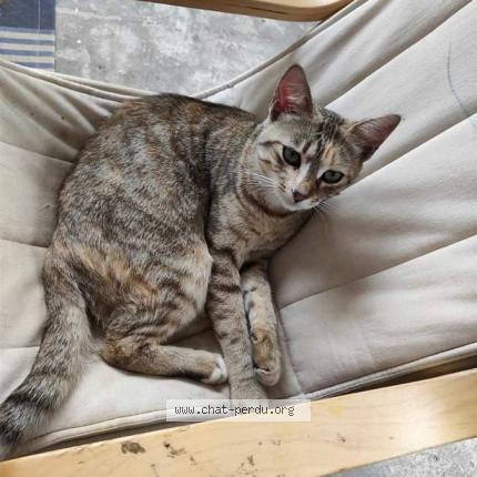 Photo de chat perdu à Pleumeur Bodou