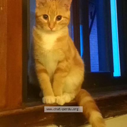 Photo 1/1 Paupiette Chat perdu à Montlouis sur loire