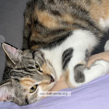 Photo de chat perdu à Orleans