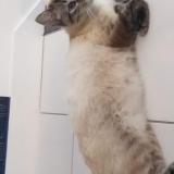 Photo de chat perdu à Corcoue Sur Logne