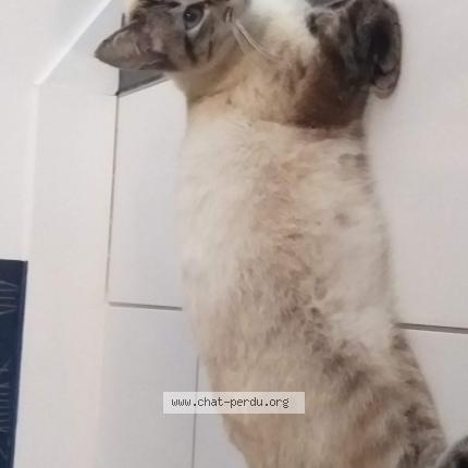 Photo 1/1 Chat retrouvé Perdu à Corcoue sur logne