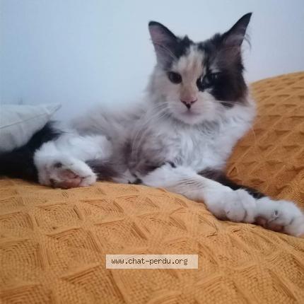 Photo de chat perdu à Bolbec