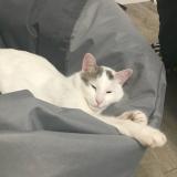 Photo de chat perdu à Lanester