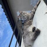 Photo de chat perdu à Chemillee