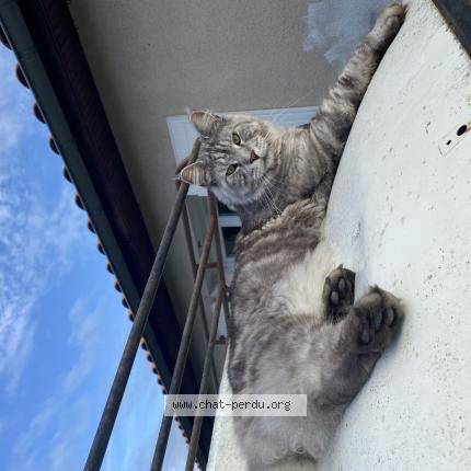 Photo 1/1 Chat retrouvé Perdu à Chemillee