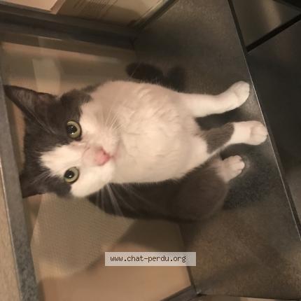 Photo 1/1 Chat retrouvé Perdu à Tours