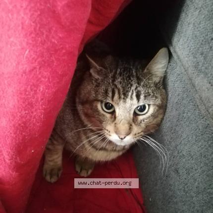 Photo 1/1 MOULIN Chat perdu à Nantes