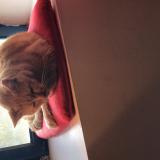 Photo de chat perdu à Cenon