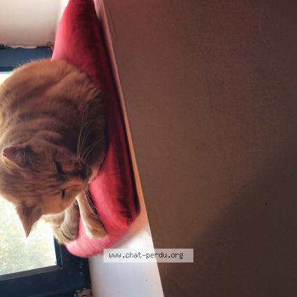 Photo de chat perdu à Cenon