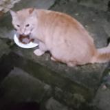 Photo de chat perdu à Montbeliard