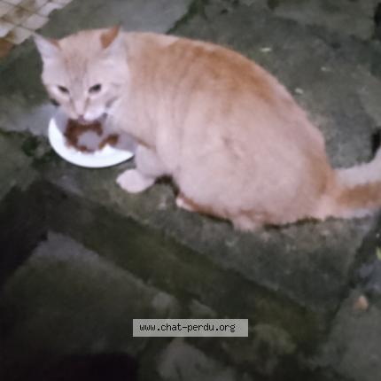 Photo 2/2 Chat retrouvé Perdu à Montbeliard