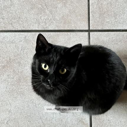 Photo 1/1 AWEN Chat perdu à Sciez