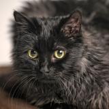 Photo de chat perdu à Auxonne