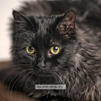 Photo 1/1 Chat retrouvé Perdu à Auxonne