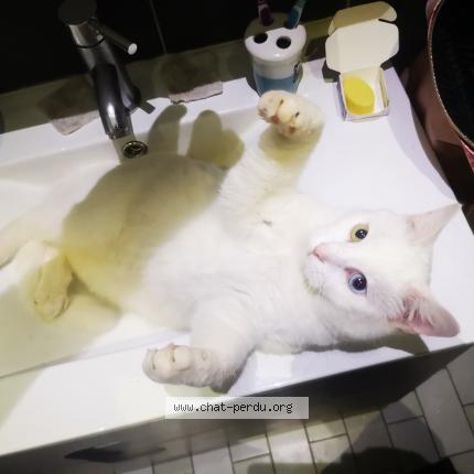 Photo 1/1 Chat retrouvé Perdu à Castelnau de medoc