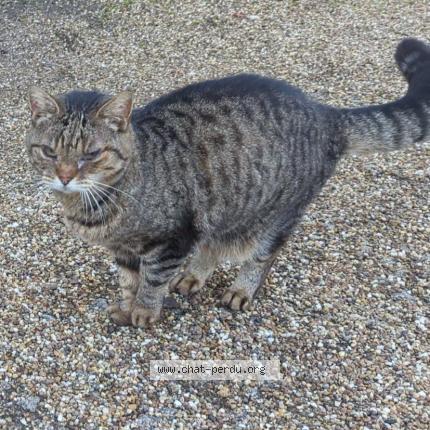 Photo 1/1 Chat retrouvé Perdu à Sainte marie aux chenes