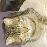 Photo de chat trouvé à Dijon