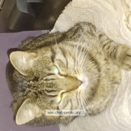 Photo 1/1 Chat retrouvé Trouvé à Dijon