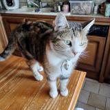 Photo de chat trouvé à Ruelle Sur Touvre