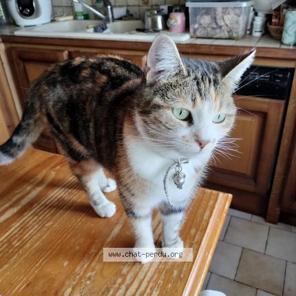 Photo 1/1 Chat retrouvé Trouvé à Ruelle sur touvre