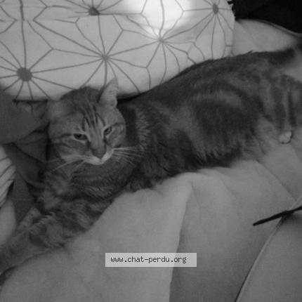 Photo de chat perdu à Bron