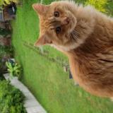 Photo de chat perdu à Brou Sur Chantereine