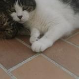 Photo de chat perdu à Saint Cyprien