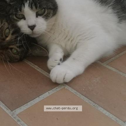 Photo 1/1 Chat retrouvé Perdu à Saint Cyprien
