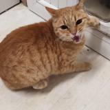 Photo de chat trouvé à La Chapelle Sur Erdre