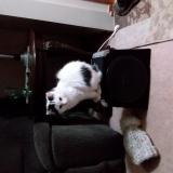 Photo de chat perdu à Lethbridge