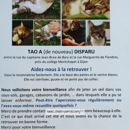 Tao Chat Perdu A Dijon Chat Perdu France Tao Chat Perdu A Dijon Chat Perdu France