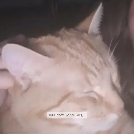 Photo 1/2 simba Chat perdu à Nantes