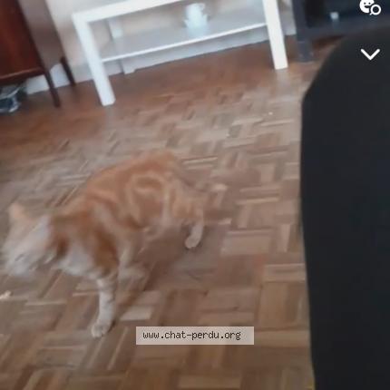 Photo 2/2 simba Chat perdu à Nantes