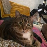 Photo de chat perdu à Molieres