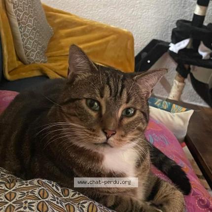 Photo 1/1 Chat retrouvé Perdu à Molieres